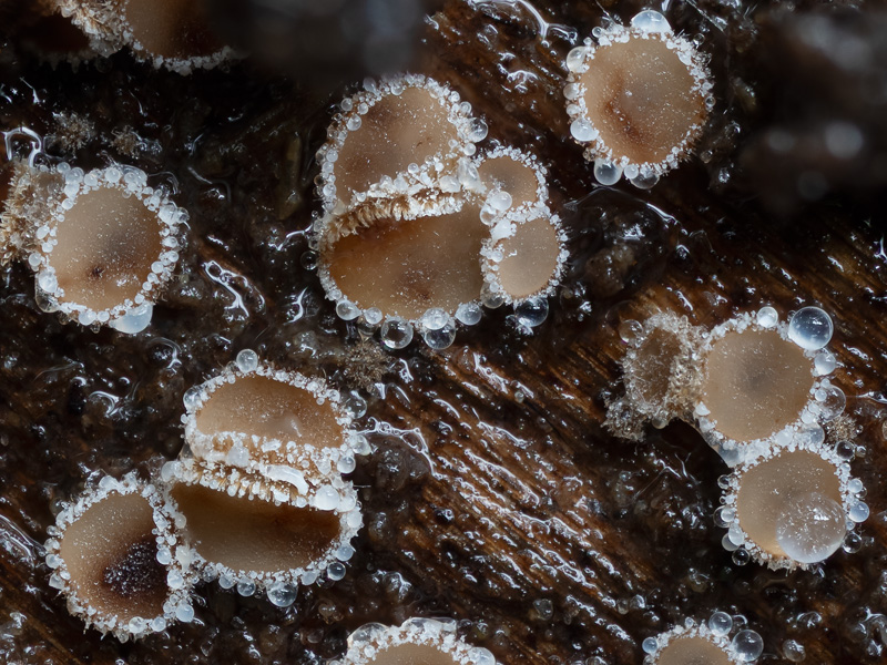 Lasiobelonium variegatum